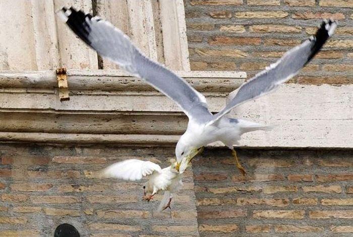 Папа выпустил голубей (4 фото)