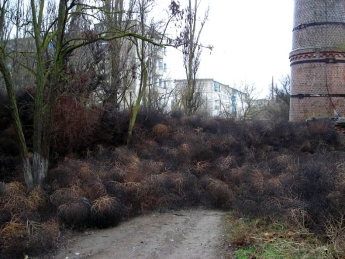 Перекати-поле атаковали поселок в Крыму (8 фото)