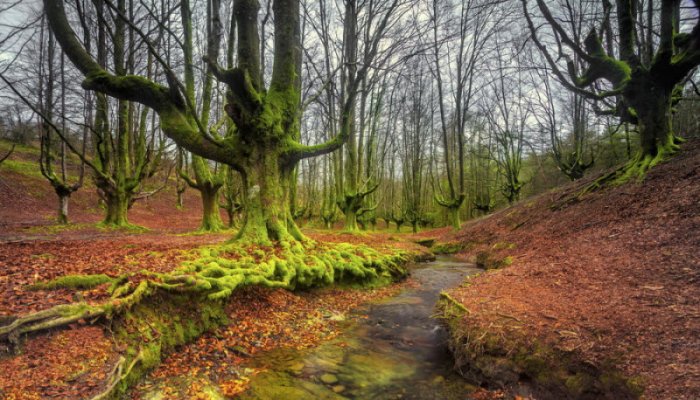 Мистический лес Горбеа (9 фото)