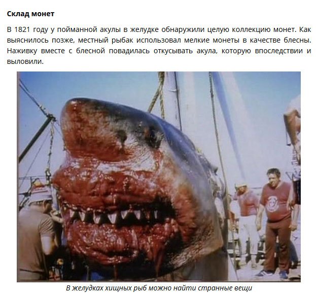 Что находили в желудках акул (8 фото)
