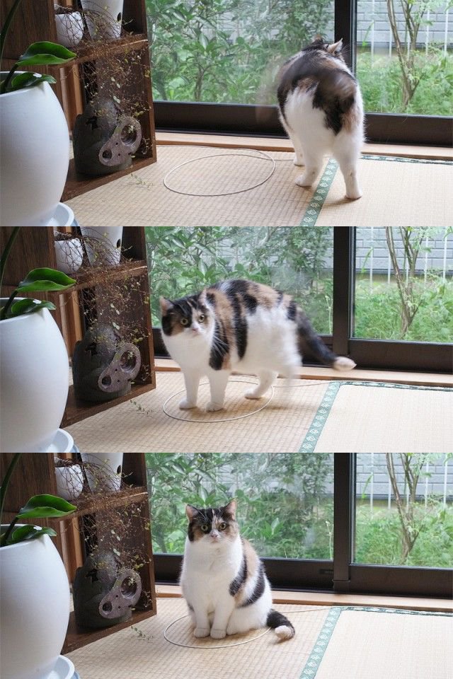 Как действуют круги на кошку (10 фото)