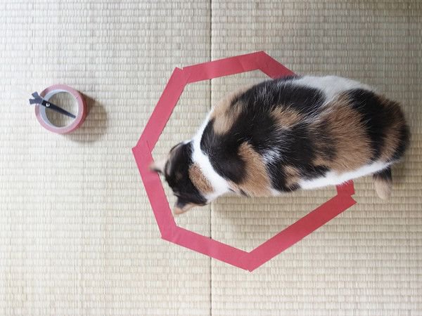 Как действуют круги на кошку (10 фото)