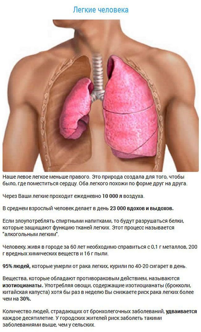Факты об органах человека (15 фото)