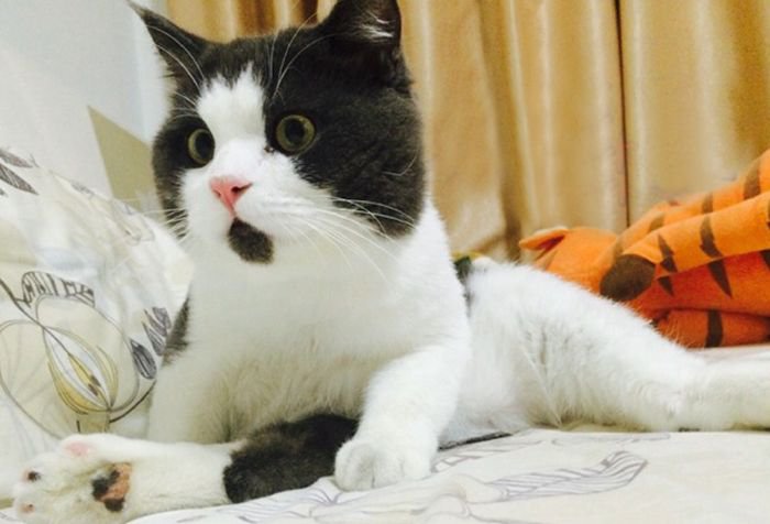 Самый удивленный кот в мире (9 фото)