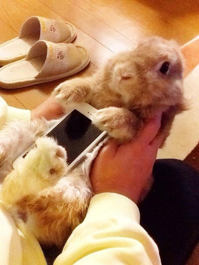 Кролики со смартфонами (9 фото)