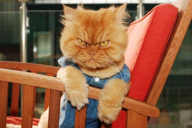 Самый сердитый кот в мире (20 фото)