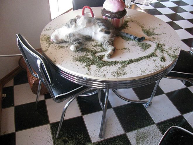 Коты-наркоманы (17 фото)