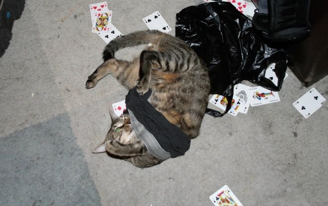 Коты-наркоманы (17 фото)