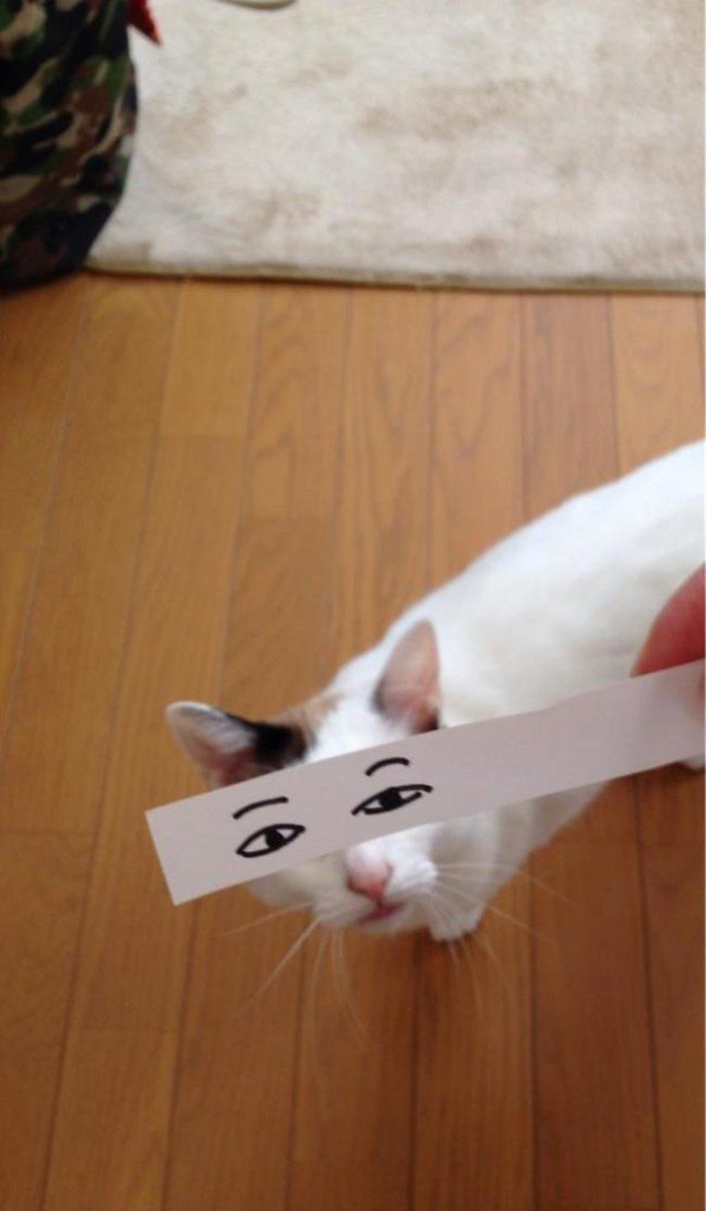 Коты с нарисованными глазами (15 фото)