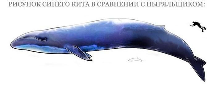 Морские животные на грани вымирания (17 фото)