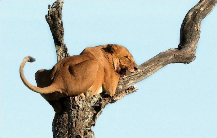 Лев на дереве (7 фото)