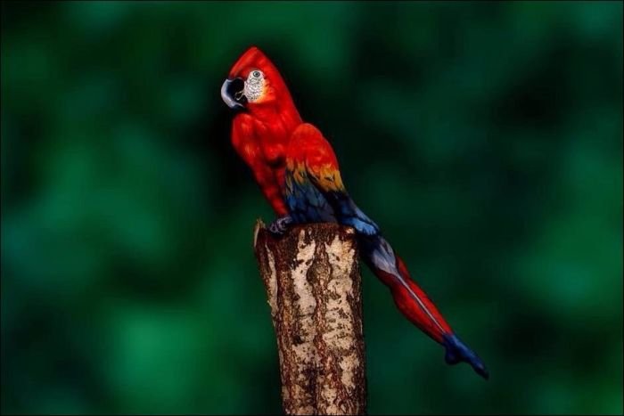 Снимок попугая(4 фото)