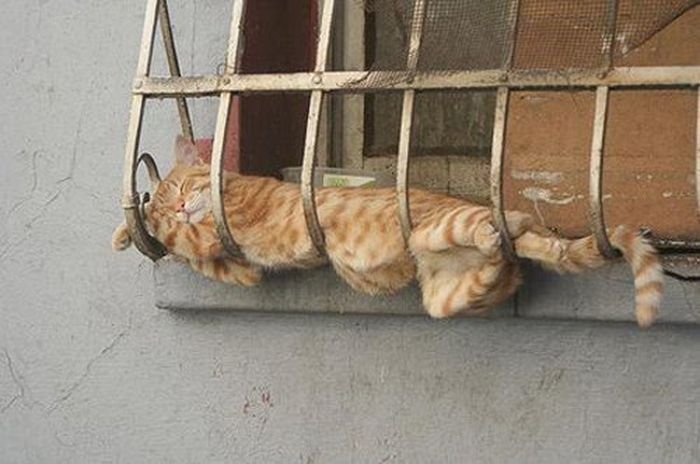 Кошки почивают повсюду(27 фото)