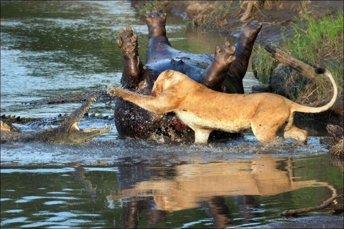 Крокодилы и львица делят бегемота (3 фото)