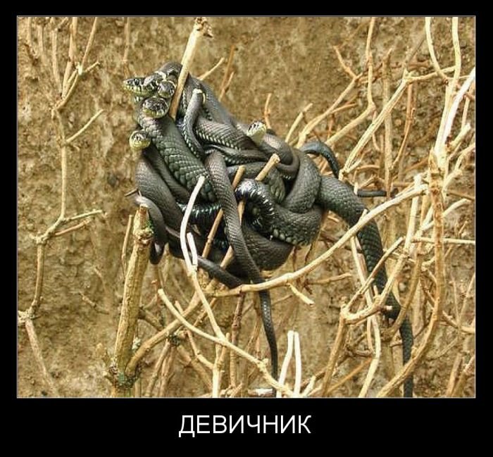 http://zagony.ru/admin_new/foto/2014-3-4/1393924549/demotivatory_na_vtornik_30_foto_20.jpg