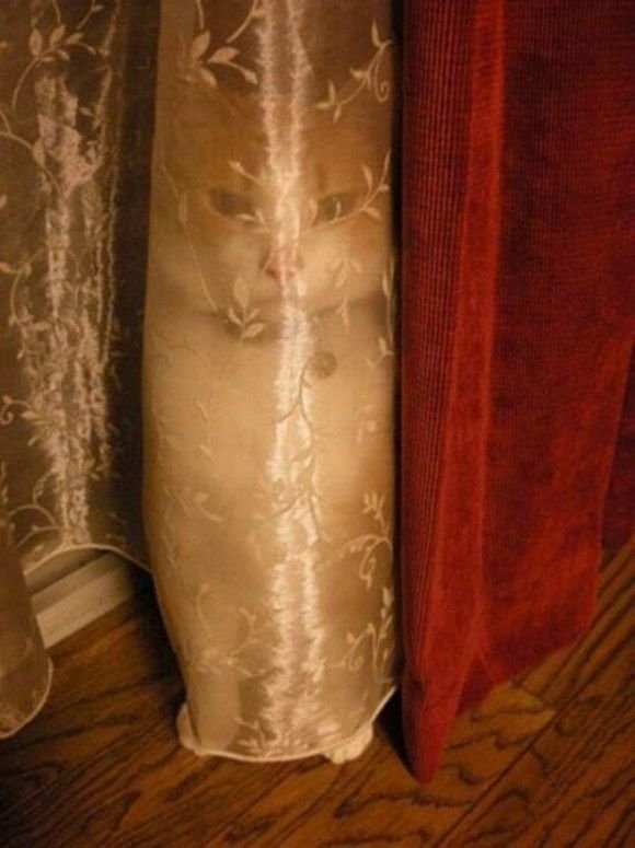 Коты прячутся (14 фото)