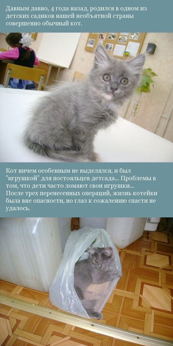 История одного котенка (12 фото)
