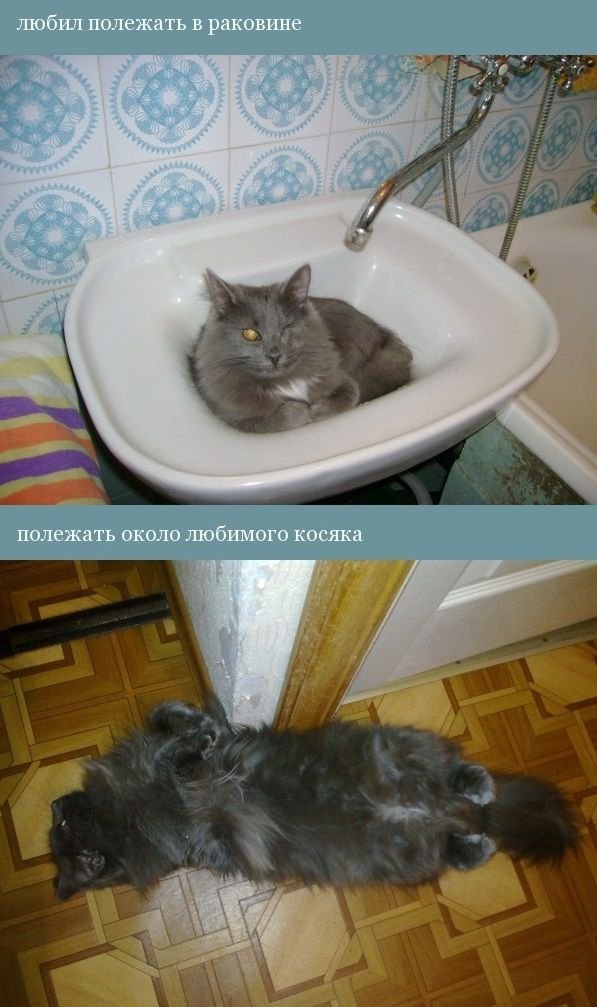 История одного котенка(12 фото)