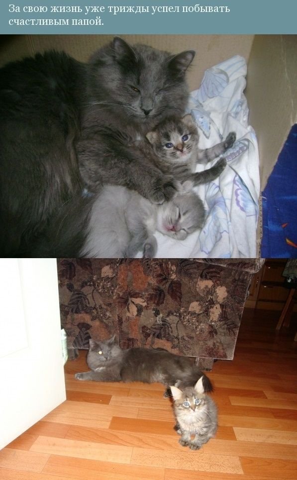 История одного котенка(12 фото)