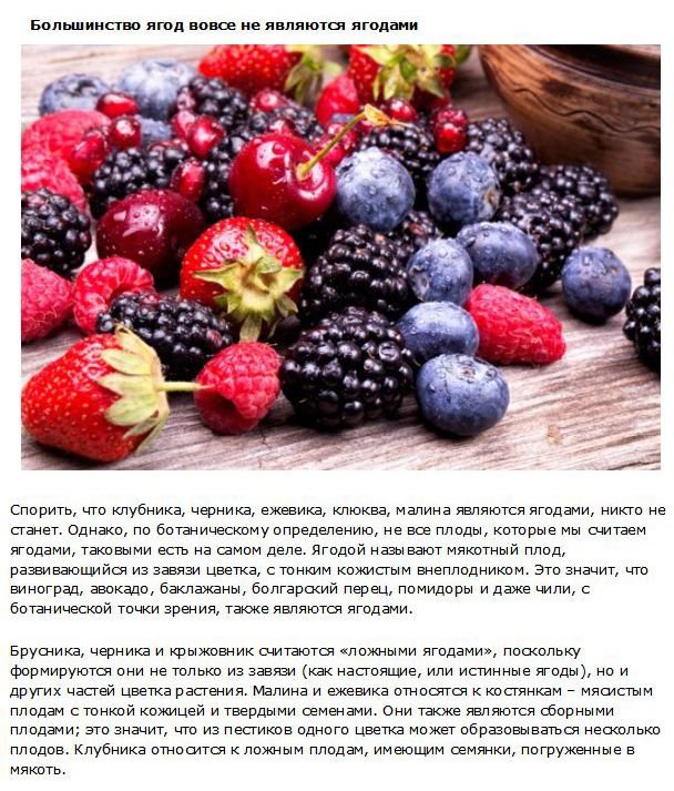 Интересные факты о фруктах (10 фото)