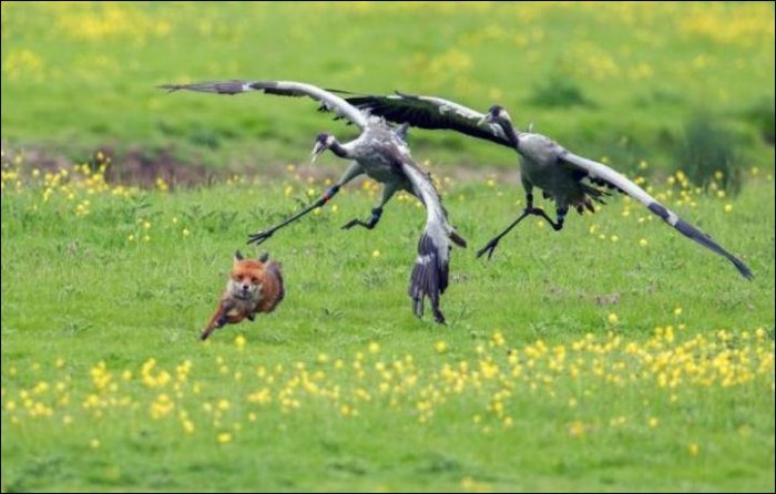Птицы против лисы (9 фото)