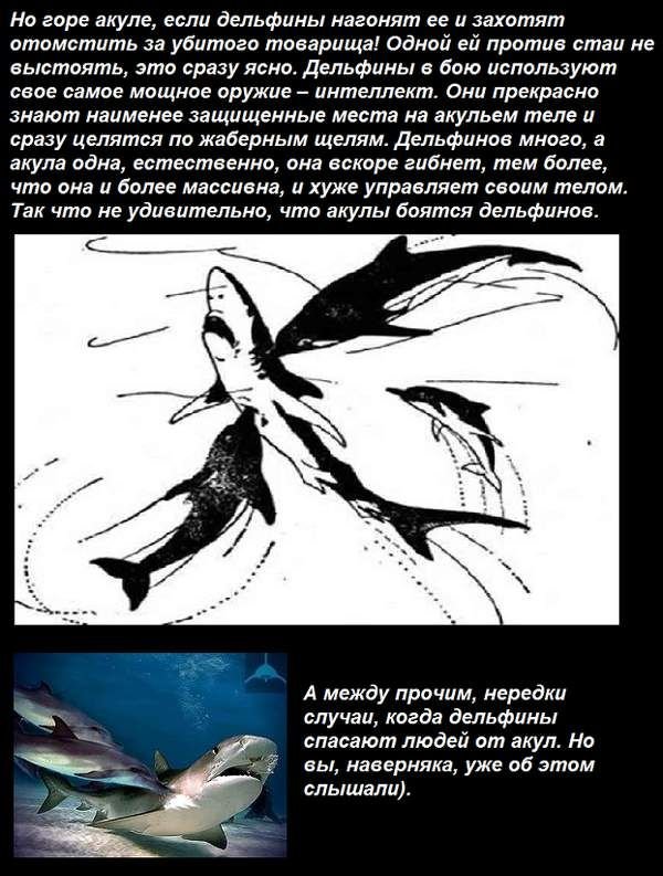 Почему акулы боятся дельфинов (5 фото)