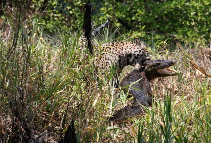 Ягуар против крокодила (7 фото)