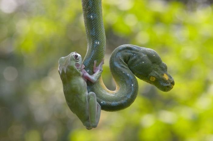Змея и лягушка (7 фото)