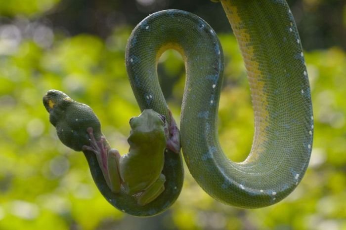 Змея и лягушка (7 фото)