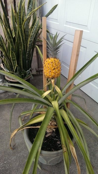 Как вырастить ананас в домашних условиях (20 фото)