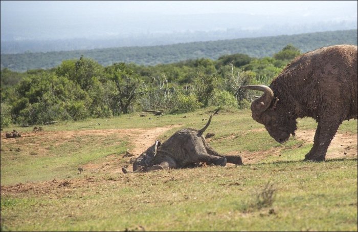 Буйвол напал на слоненка (8 фото)