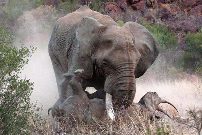 Слон против носорога (11 фото)