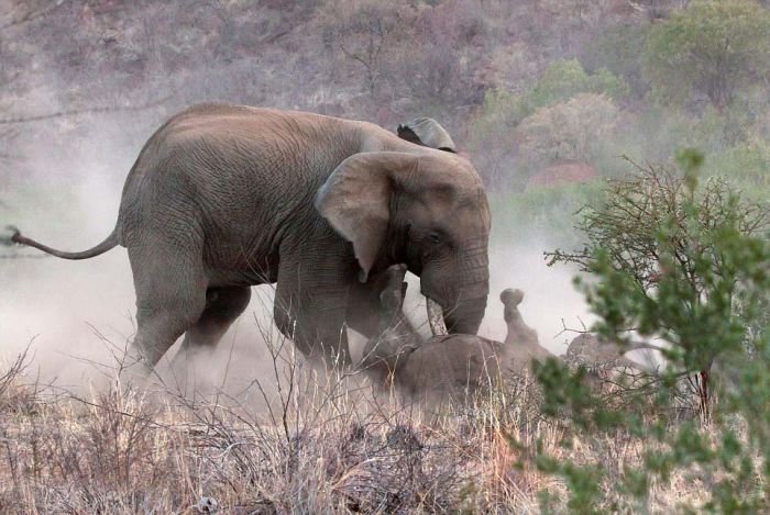 Слон против носорога (11 фото)