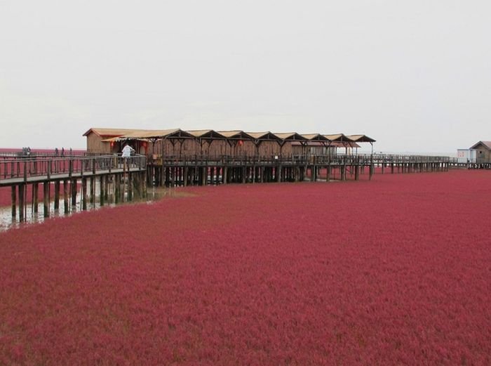 Красный пляж в Китае (10 фото)