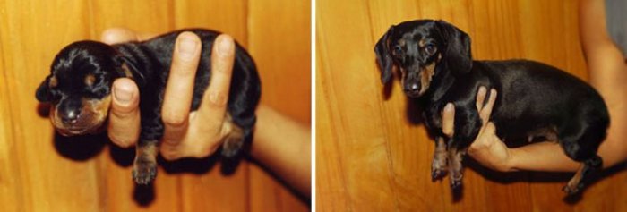 Собаки раньше и сейчас (23 фото)