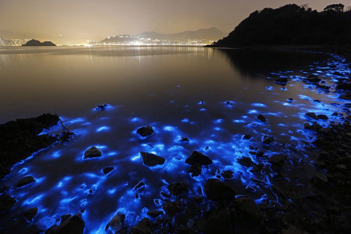 Светящийся планктон в Гонконге (4 фото)