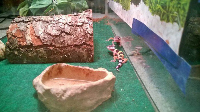 Рождение детенышей геккона (14 фото)