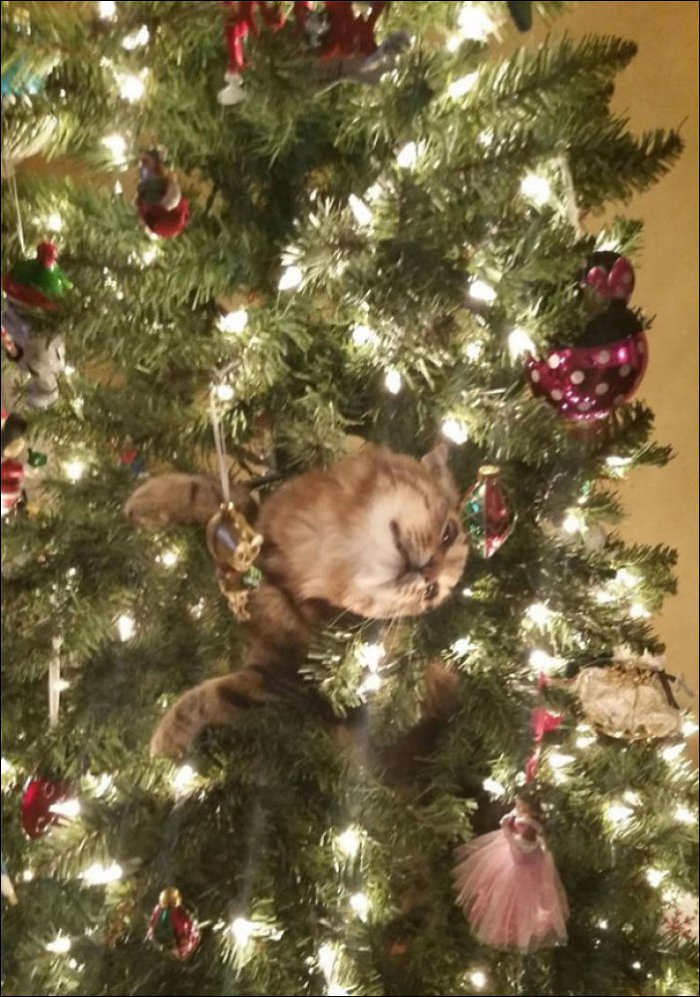 Коты и новогодние елки (14 фото)