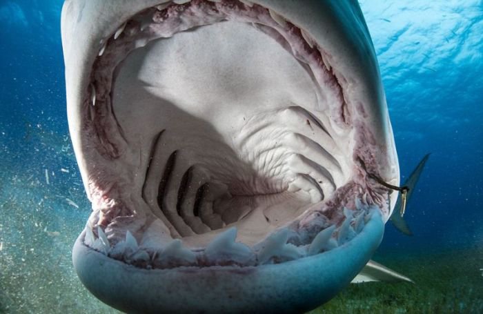 Глазами жертвы акулы (11 фото)