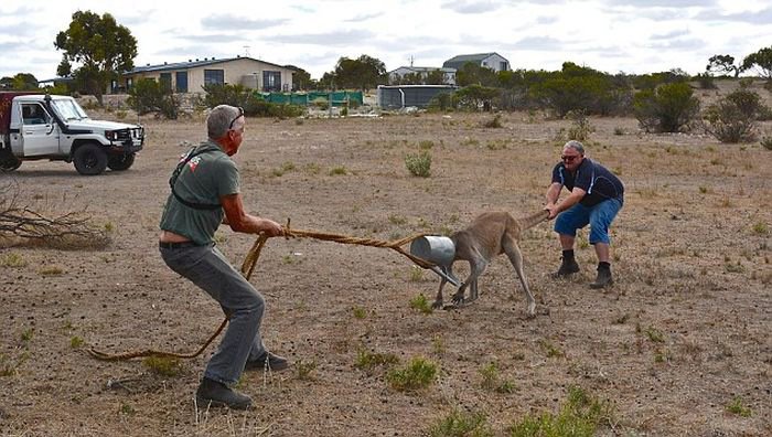 Попытки спасти кенгуру (5 фото)