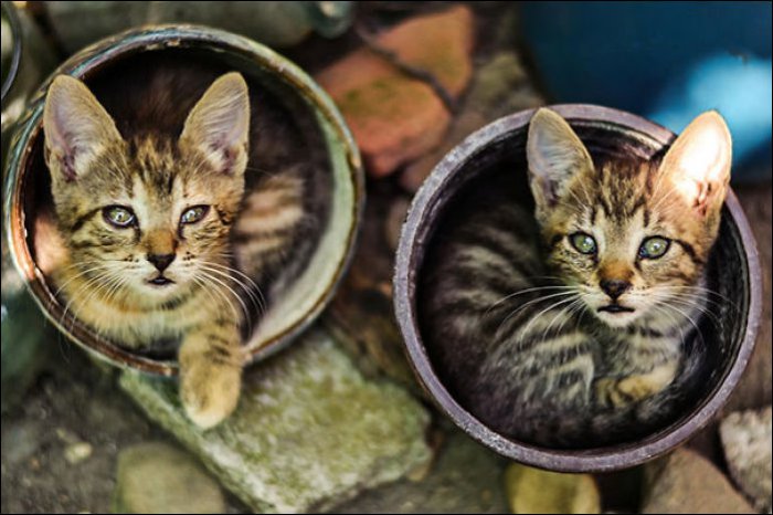 Коты в горшках (17 фото)