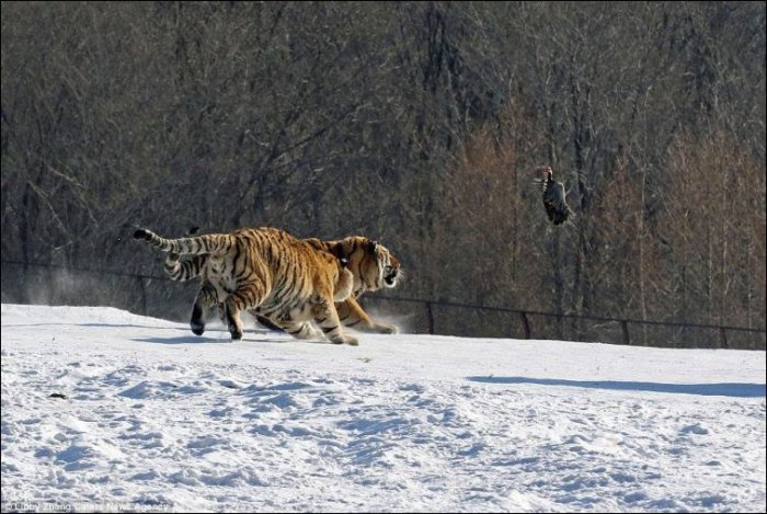 Обед перехитрил тигра (6 фото)