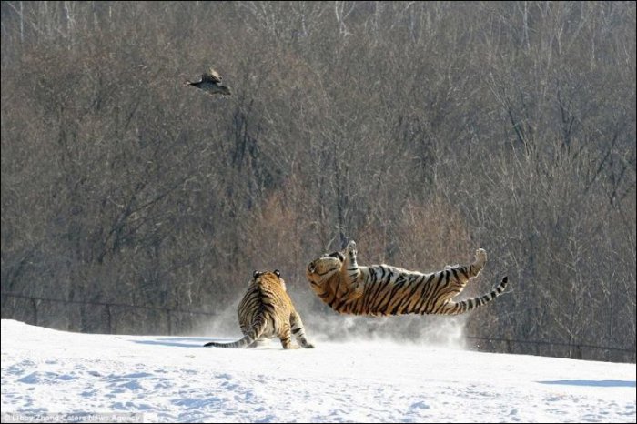 Обед перехитрил тигра (6 фото)