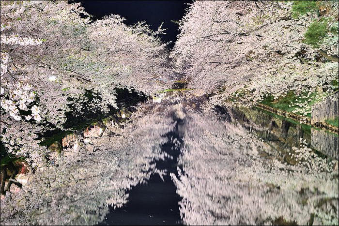 Цветение сакуры в Аомори (16 фото)