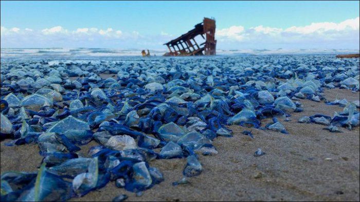 Тысячи медуз на пляжах Орегона (5 фото)