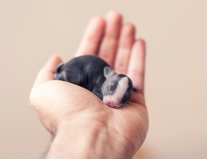 Кролик в первый месяц жизни (16 фото)