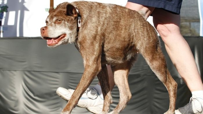 Самая страшная собака в мире 2015 (6 фото)