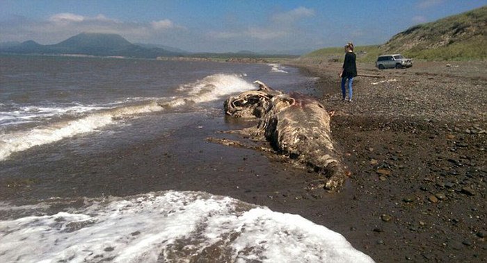 Неизвестное животное выбросило на берег Сахалина (5 фото)