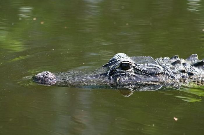 Что делает кркродил под водой (3 фото)