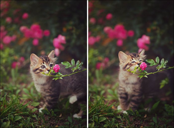 Зверушки нюхают цветы (25 фото)